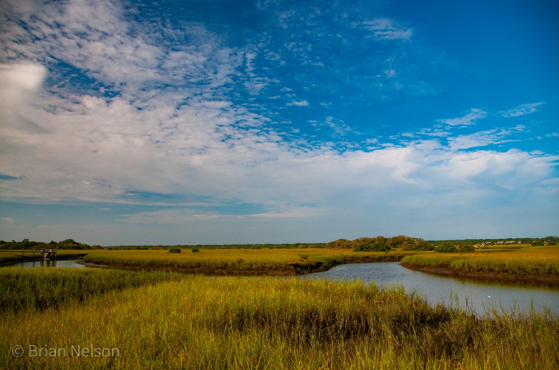 Marsh – Spoonbill Courier